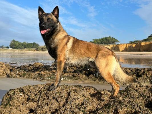 De La Valle De L'hermine Blanche, levage de Berger Belge Malinois