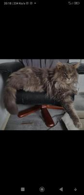 Domainede Rhodesie, levage de Maine Coon