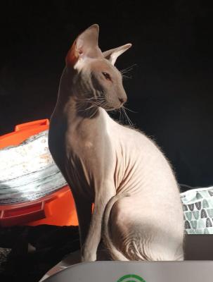 Chatterie Des Harleycoons, levage de Peterbald