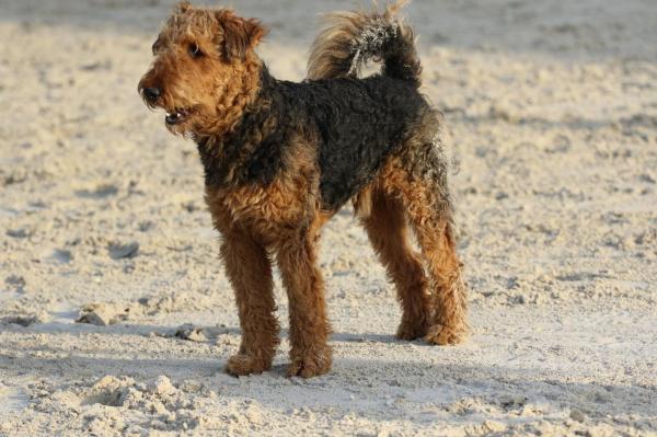 Westcott, levage d'Airedale Terrier