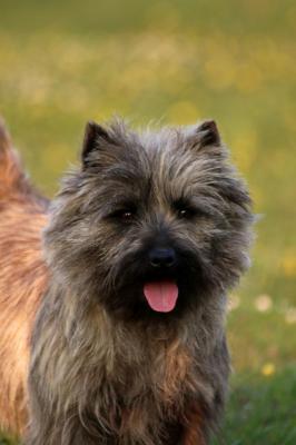 Quentin's Touch, levage de Cairn Terrier