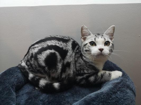 Rverie De Ttiaroa, levage d'American Shorthair