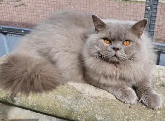 Sweetness Of Cuzay, levage de British Longhair