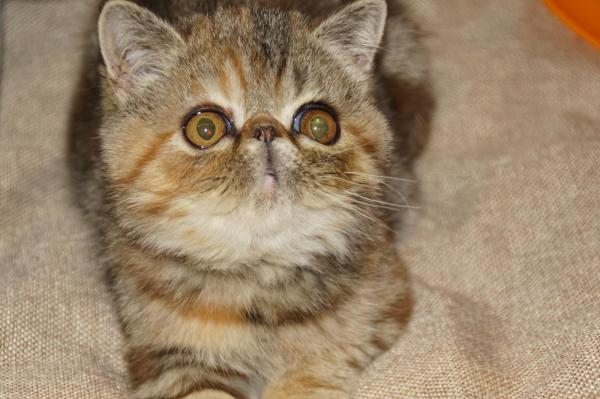 Les Bruyres Flines, levage d'Exotic Shorthair