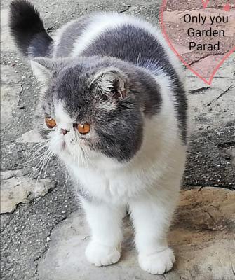 Chatterie De L'ange De Cary, levage d'Exotic Shorthair