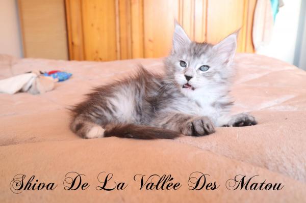 La Chatterie De La Valle Des Matous, levage de Maine Coon