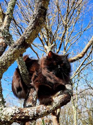 Chatterie De Nomali, levage de Siberien