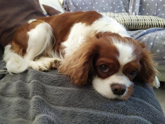 Of Eternal Kindness, levage de Cavalier King Charles Spaniel