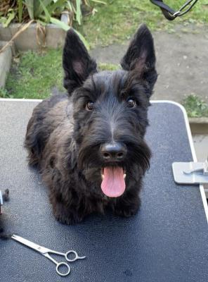 Domaine De Jeanne, levage de Scottish Terrier