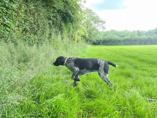 Des Roses Beaumont, levage de Chien D'arrt Allemand  Poil Dur