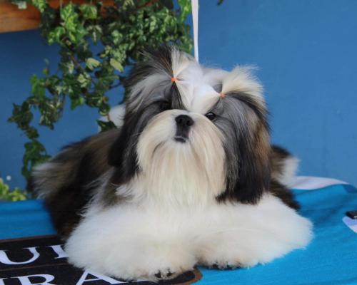 Des Tresors De Tanhankara, levage de Shih Tzu