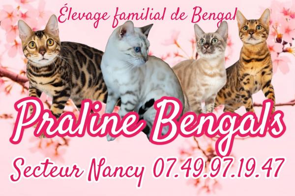 Praline Bengals, levage de Bengal