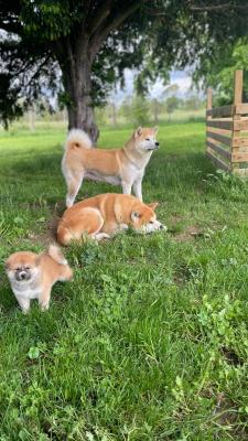 De L'esprit Du Kitsune, levage d'Akita Inu