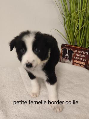 Border Collie Des Hauts De France, levage de Border Collie