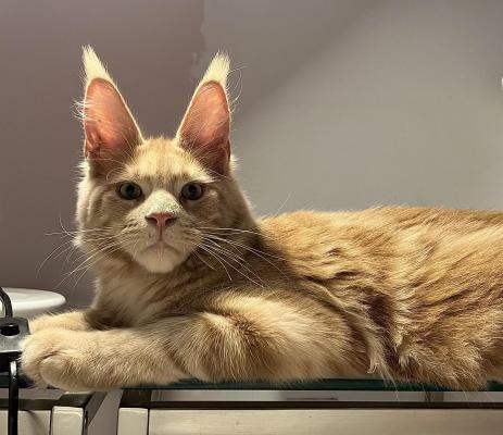 La chatterie des Coon's ardennais, élevage de maine coon à  Charleville-Mézières