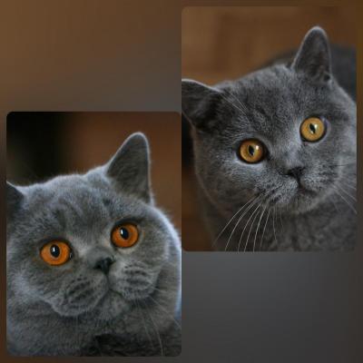 Catlines, levage de British Shorthair