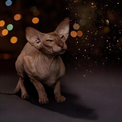 Des Elfes De Nagoya, levage de Peterbald