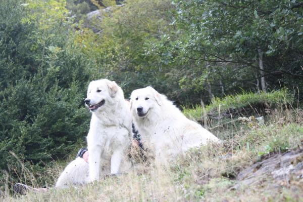 Du Domaine Des Pierres Bleues, levage de Chien De Montagne Des Pyrnes