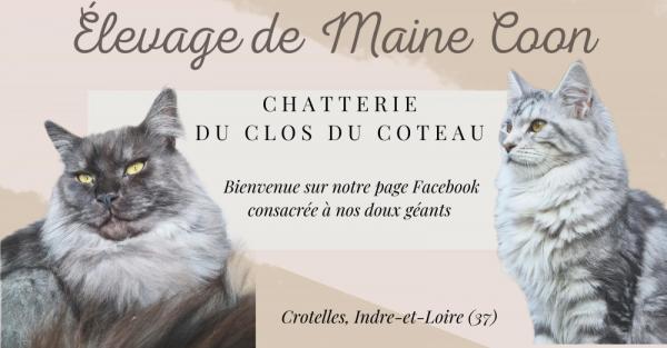 Du Clos Du Coteau, levage de Maine Coon