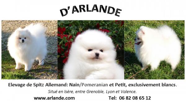 D'arlande, levage de Spitz Nain