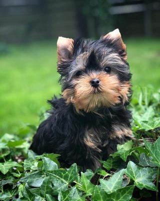 levage Des Vents D'ocan, levage de Yorkshire Terrier