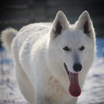 levage Des Vents D'ocan, levage de Berger Blanc Suisse