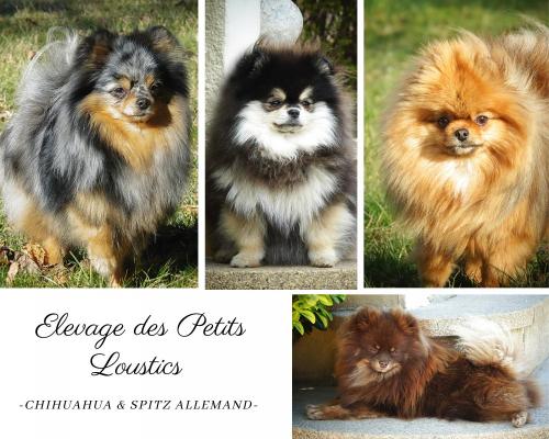 Des Petits Loustics, levage de Spitz Nain