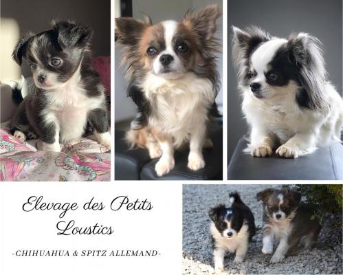 Des Petits Loustics, levage de Chihuahua  Poil Long