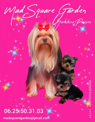 Mad Square Garden, levage de Yorkshire Terrier