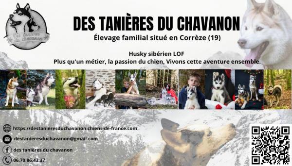 Des Tanires Du Chavanon, levage de Husky Siberien