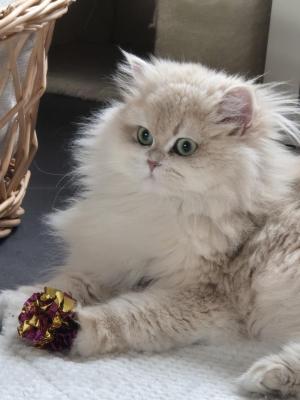 Chatterie Des Burons, levage de British Longhair