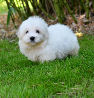 Elevage De Dame Nature, levage de Coton De Tulear