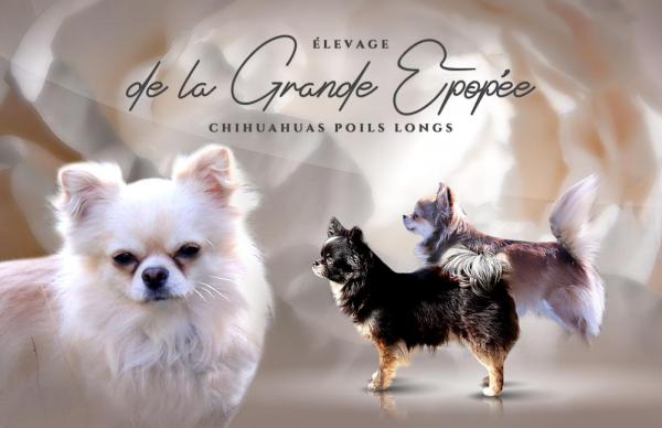 De La Grande Epope, levage de Chihuahua  Poil Long