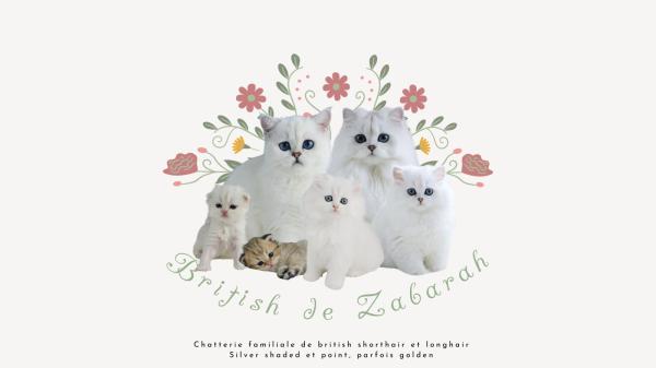 De Zabarah, levage de British Shorthair