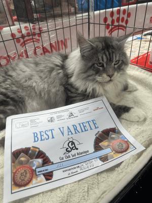 Loulou Du Maine, levage de Maine Coon