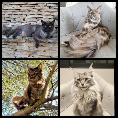 Des Divins Du Maine, levage de Maine Coon