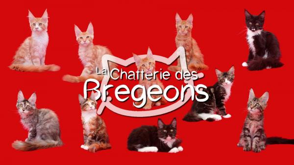 Des Bregeons, levage de Maine Coon