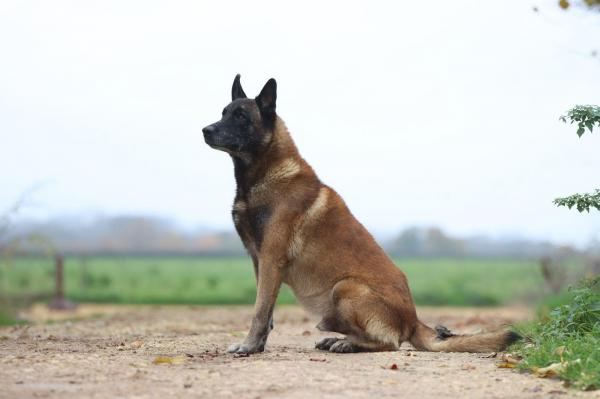 Sans Affixe, levage de Berger Belge Malinois