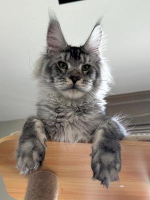 De La Jasso, levage de Maine Coon