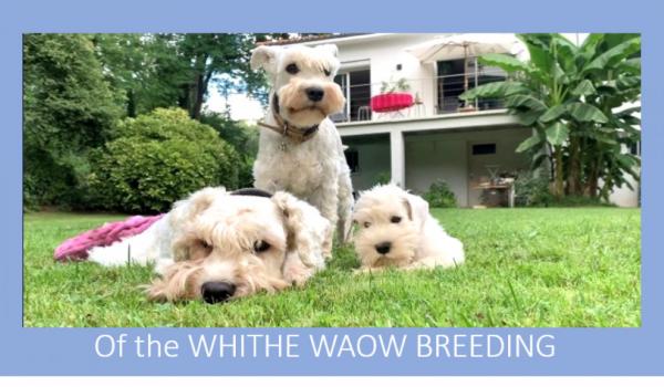 Of The White Waow Breeding, levage de Schnauzer Nain