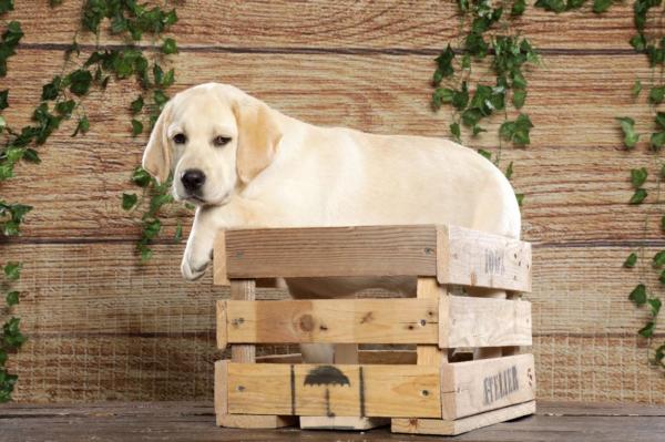 Du Royaume De Lecki, levage de Labrador Retriever