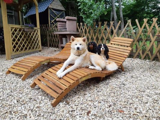 Du Bois Des Girardons, levage d'Akita Inu