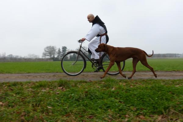 Des Lionceaux, levage de Rhodesian Ridgeback