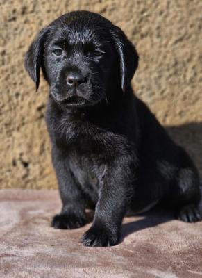 De La Valle Caelestis, levage de Labrador Retriever