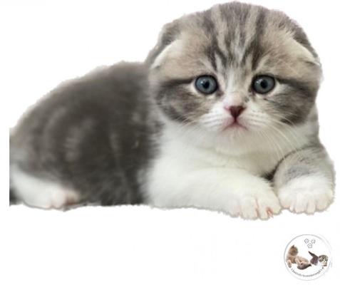 Des Pixies De Titania, levage de Scottish Fold