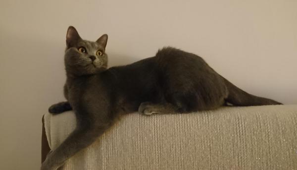 Poppy De Sauzon, levage de Chartreux