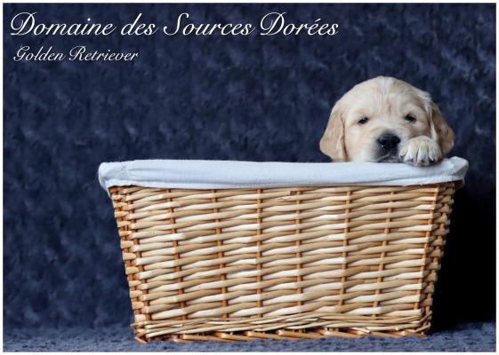 Domaine Des Sources Dores, levage de Golden Retriever