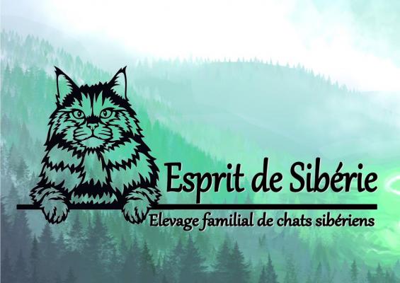 Chatterie Esprit De Sibrie, levage de Siberien