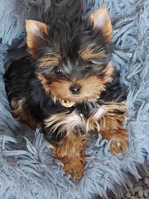 De La Gnrade, levage de Yorkshire Terrier