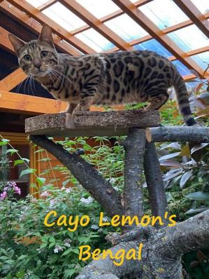 Cayo Lemon's, levage de Bengal